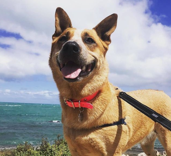 Collar & Ruff BioThane Collars