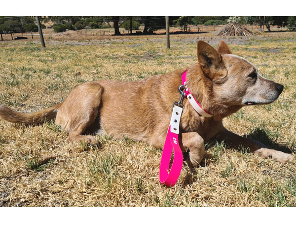 Collar & Ruff Biothane "Duet" Sport Lead