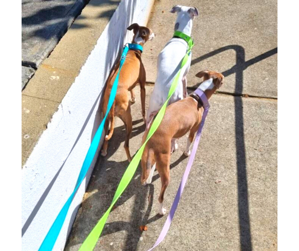 Collar & Ruff Biothane Martingale Collar Combo