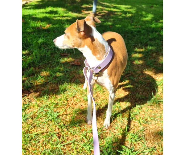 Collar & Ruff Biothane Martingale Collar Combo