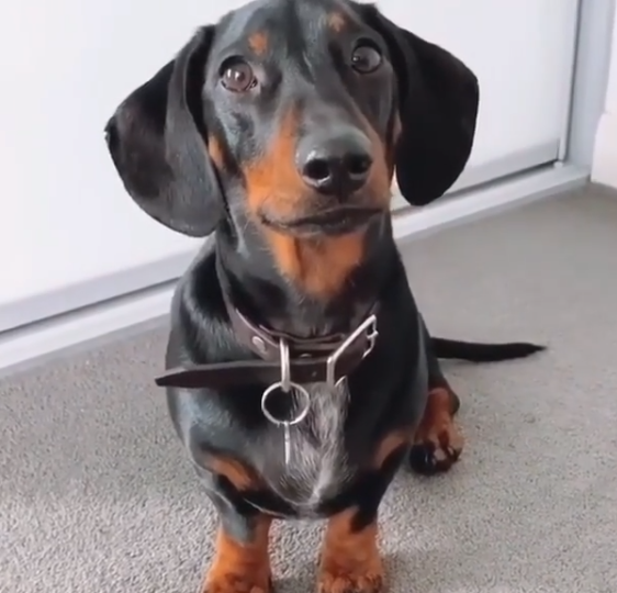 The Signature Collar - Small Dogs