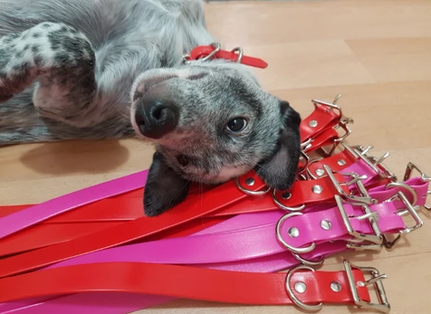 Collar & Ruff Biothane Breeder Puppy Packs