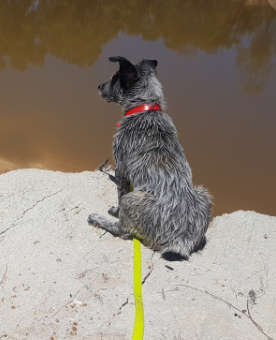 Collar & Ruff Biothane Breeder Puppy Packs