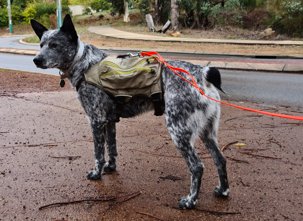 Collar & Ruff Biothane Multi-Lead