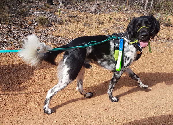 Collar & Ruff Biothane Multi-Lead