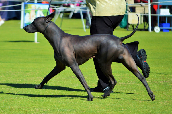 Best In Show Leather Slip