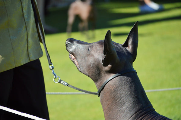Best In Show Leather Slip