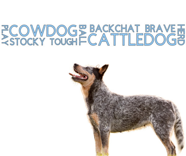 Collar & Ruff Biothane Print Dogology Collars