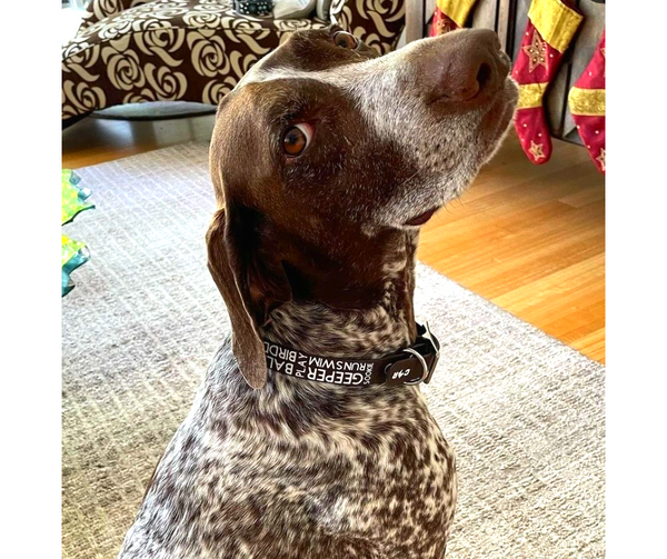 Collar & Ruff Biothane Print Dogology Collars