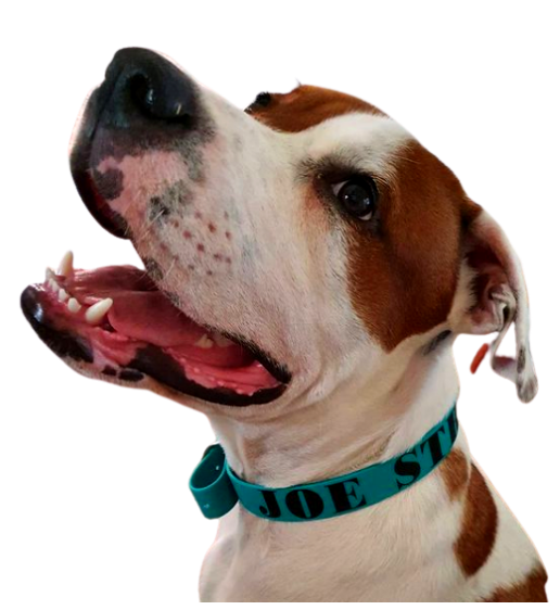 Collar & Ruff Biothane Print Quick ID Collars