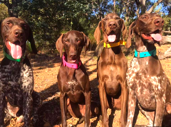 Collar & Ruff Biothane Safety Collar