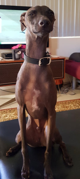 The Signature Collar - Adult Dogs