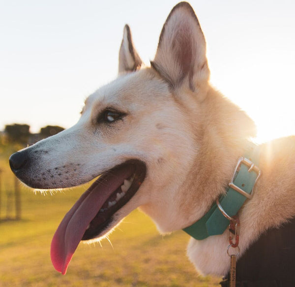 Collar & Ruff BioThane Collars