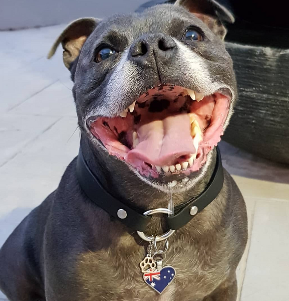 The ID Collar