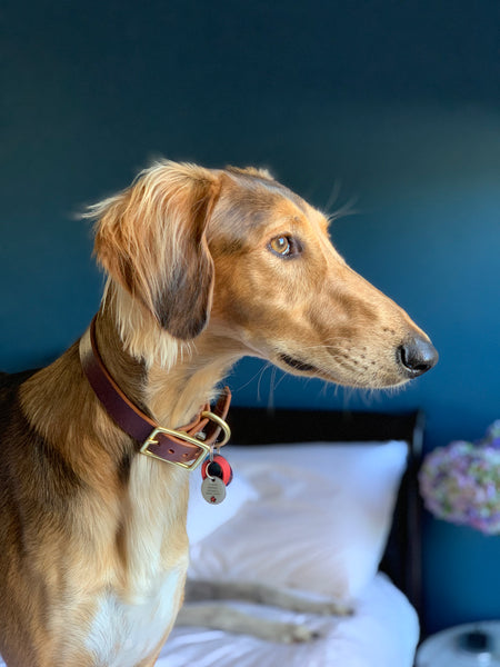 The Signature Collar - Adult Dogs