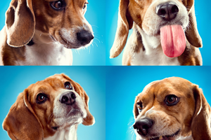The Science of Dog Emotions: How Your Dog Really Feels About You