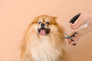Pampered Pooches: Treat Your Dog Like Royalty on Their Birthday