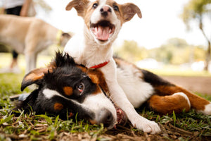 Collar & Ruff Dog Blog - 5 Fun Dog Facts