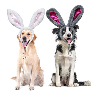 Which Dog Is Like A Bunny?