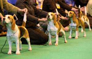 Australian National Kennel Club Dog Breeds