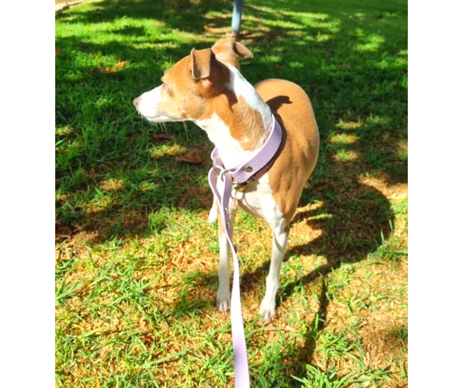 Collar Ruff Biothane Martingale Collar Combo