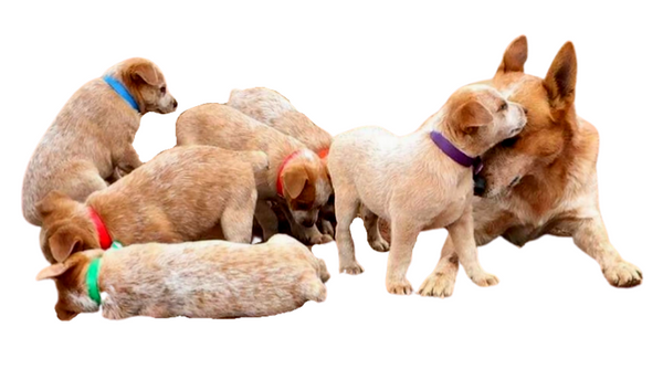 Collar & Ruff Biothane Breeder Puppy Packs