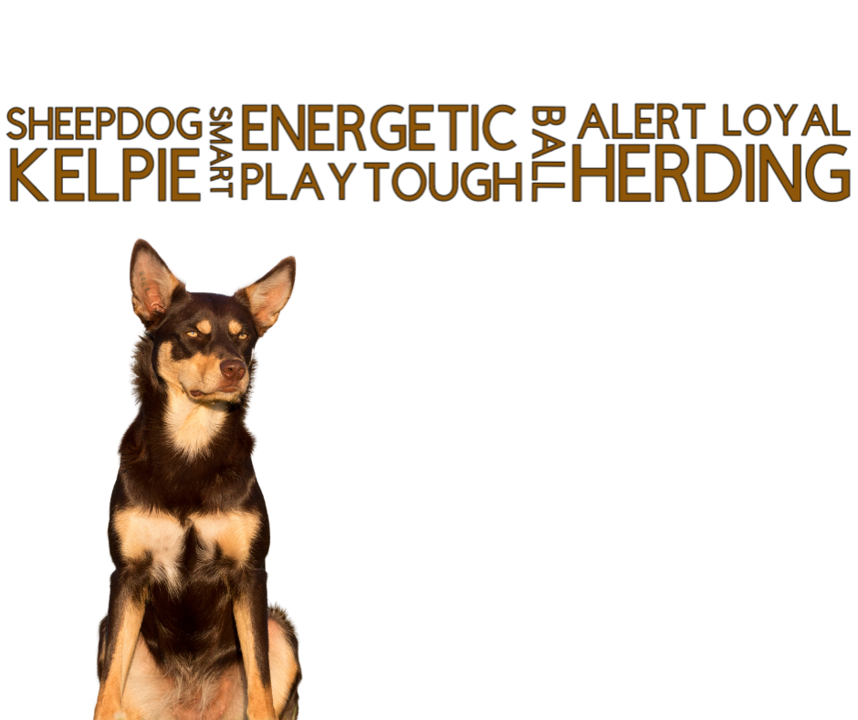 Coli Ruff Dog Collar & Ruff Biothane Print Dogology Collars